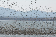 Sibirionetta formosa