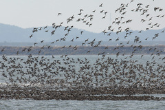 Sibirionetta formosa