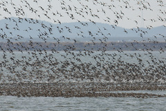 Sibirionetta formosa