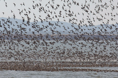 Sibirionetta formosa