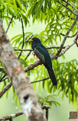 Trogon melanurus