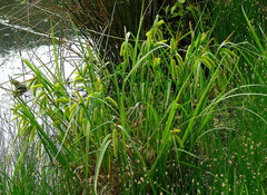 Carex comosa