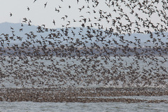 Sibirionetta formosa