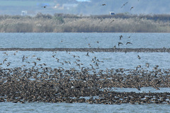 Sibirionetta formosa