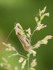 Crambus lathoniellus