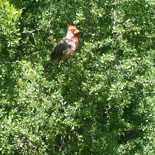 Northern Cardinal × Pyrrhuloxia photographed in Arizona