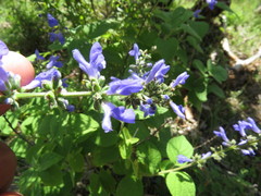 Salvia connivens