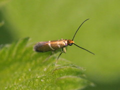 Micropterix aruncella