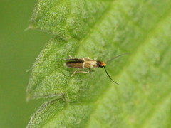 Micropterix aruncella
