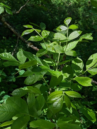 Fraxinus latifolia