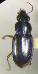 Abaris splendidula