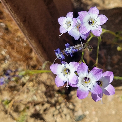 Image of Gilia latiflora by no rights reserved