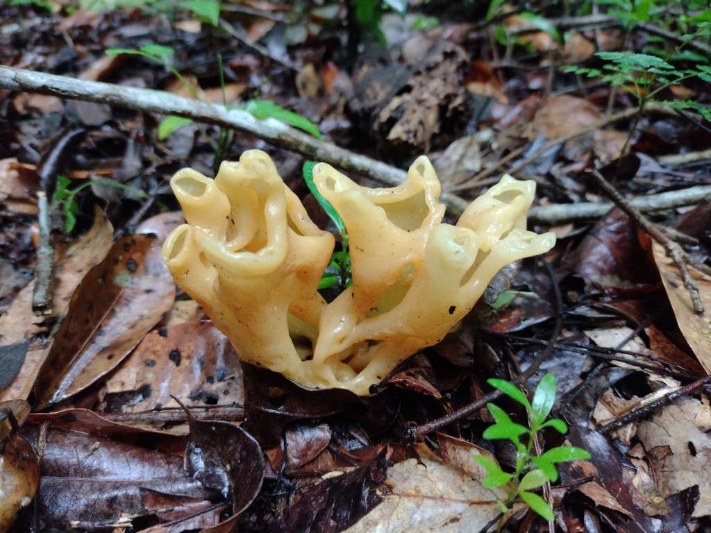 Sebacina aureomagnifica