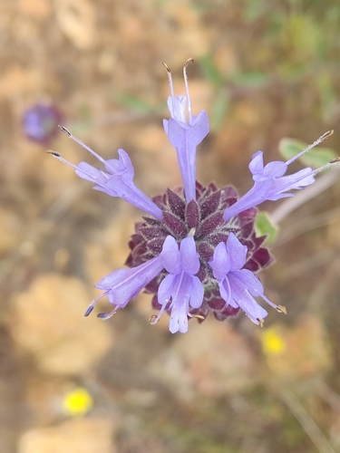 Image of Salvia clevelandii by (c) Diego Maldonado de la Torre, some rights reserved (CC BY)
