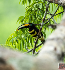 Pteroglossus pluricinctus