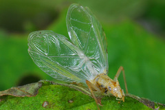 Oecanthus longicauda