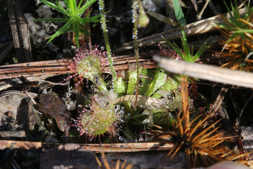 Dwarf sundew (Drosera brevifolia)