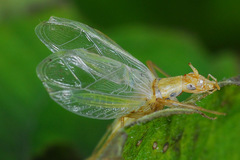 Oecanthus longicauda