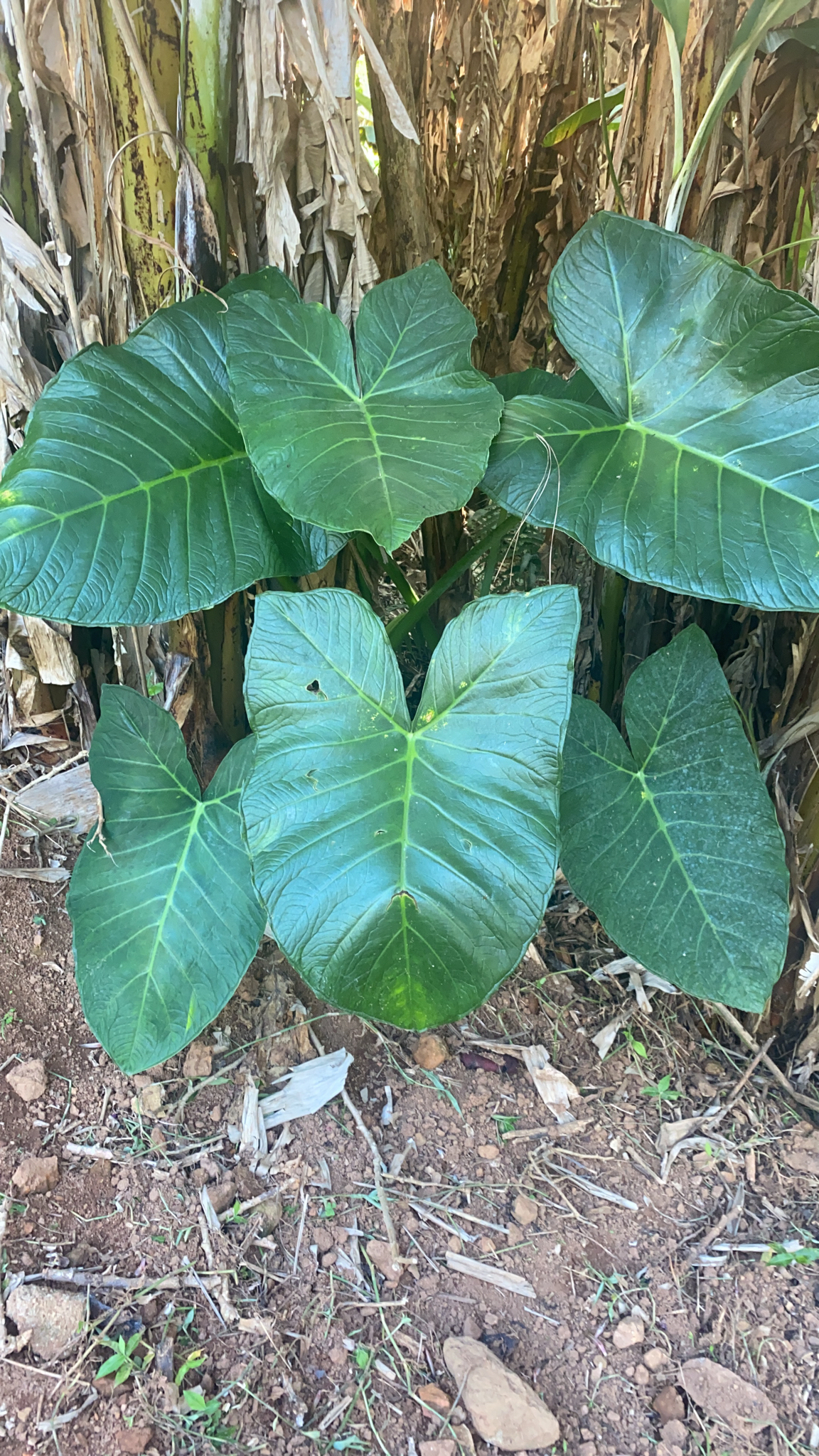 Xanthosoma robustum