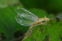 Oecanthus longicauda
