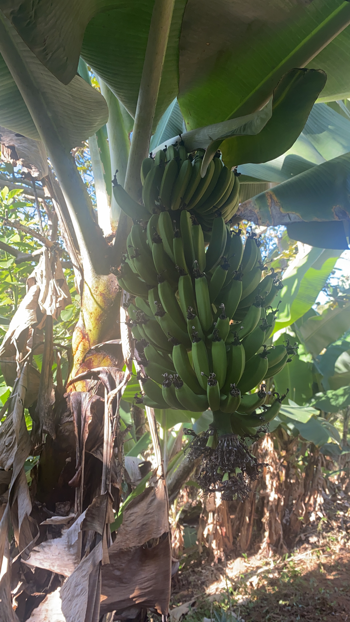 Musa acuminata