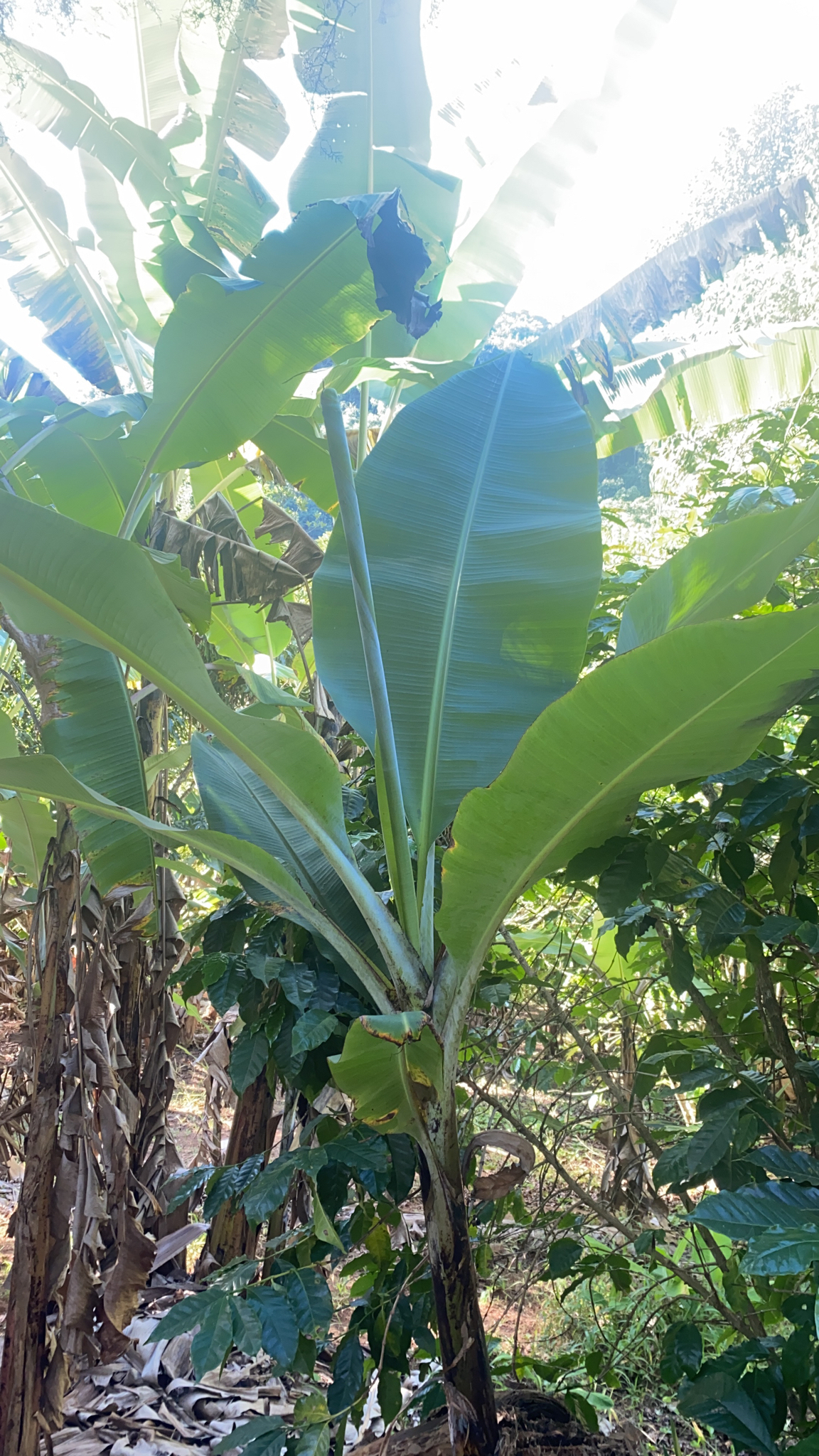 Musa acuminata