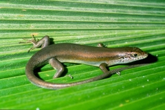 Trachylepis maculilabris