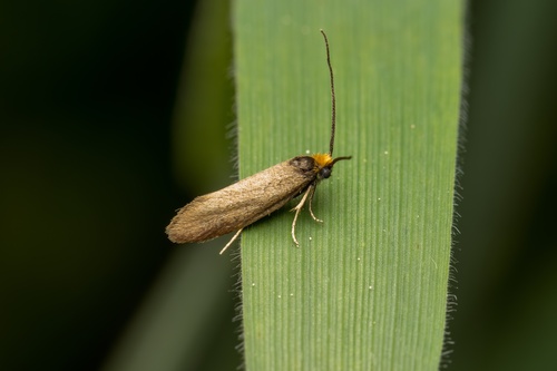 Incurvaria koerneriella