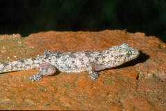 Elasmodactylus tuberculosus