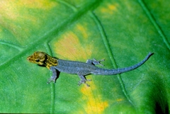 Lygodactylus picturatus