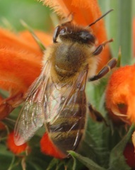 Apis mellifera