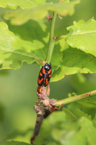 Common Froghopper, 1251 Laren, Nederland, photo 10 of 10