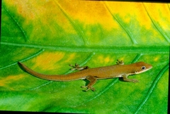 Phelsuma dubia