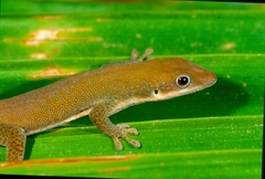 Phelsuma dubia