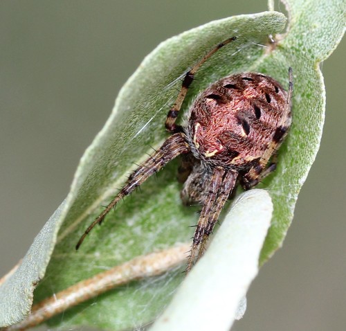 Arabesque Orbweaver