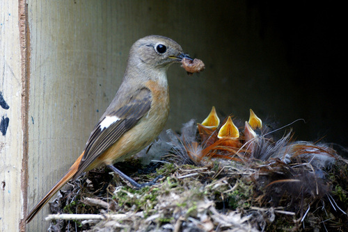 Daurian Redstart