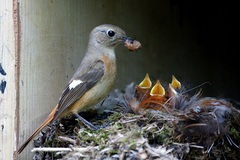 Daurian Redstart photo 4
