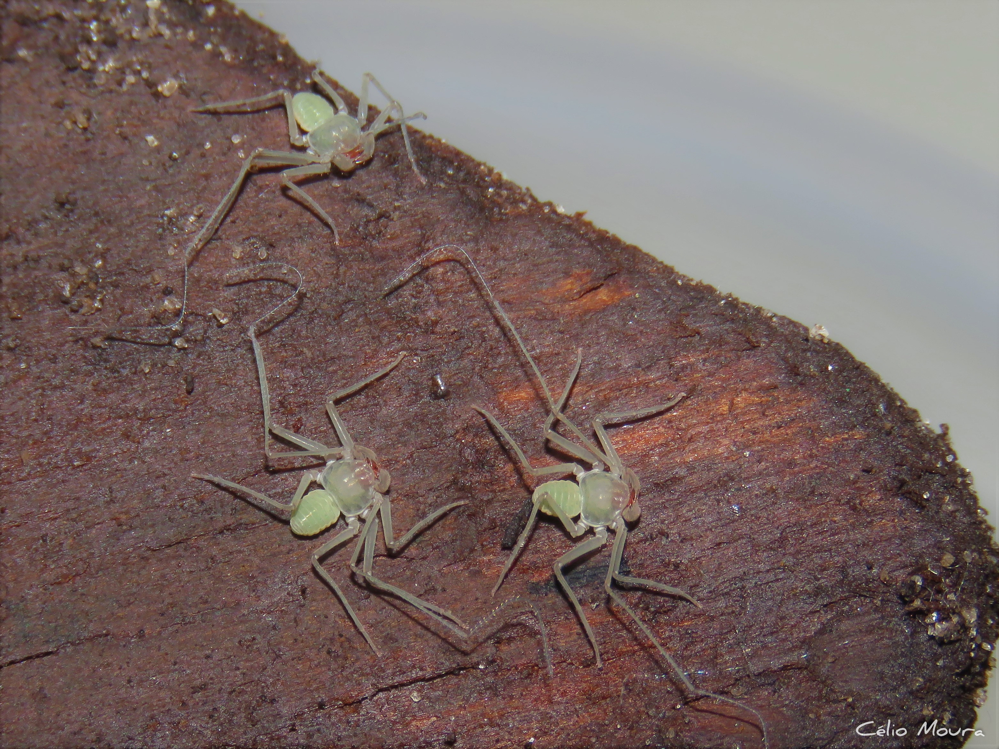 Charinus cearensis Miranda, Giupponi, Prendini & Scharff, 2021