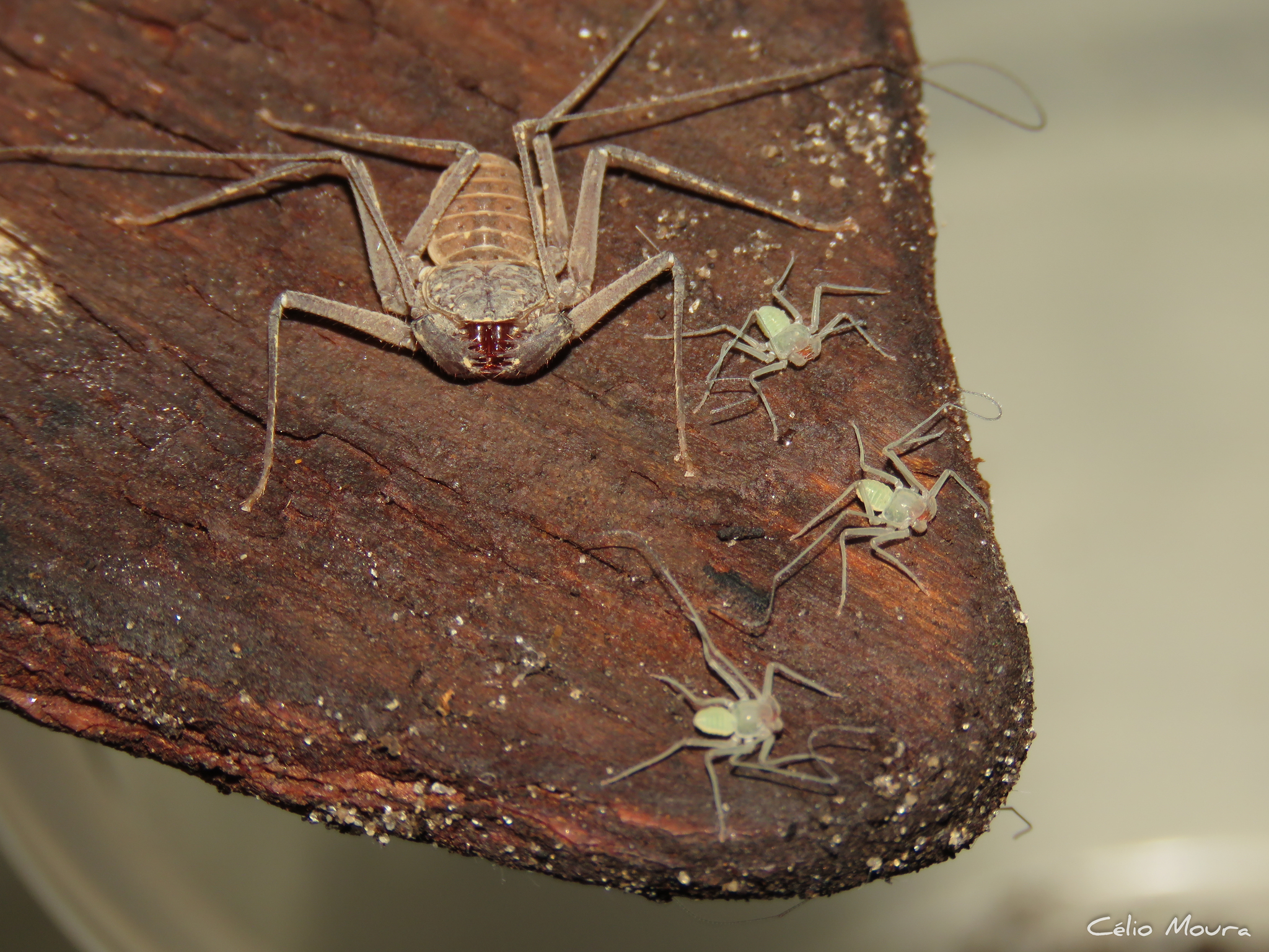 Charinus cearensis Miranda, Giupponi, Prendini & Scharff, 2021