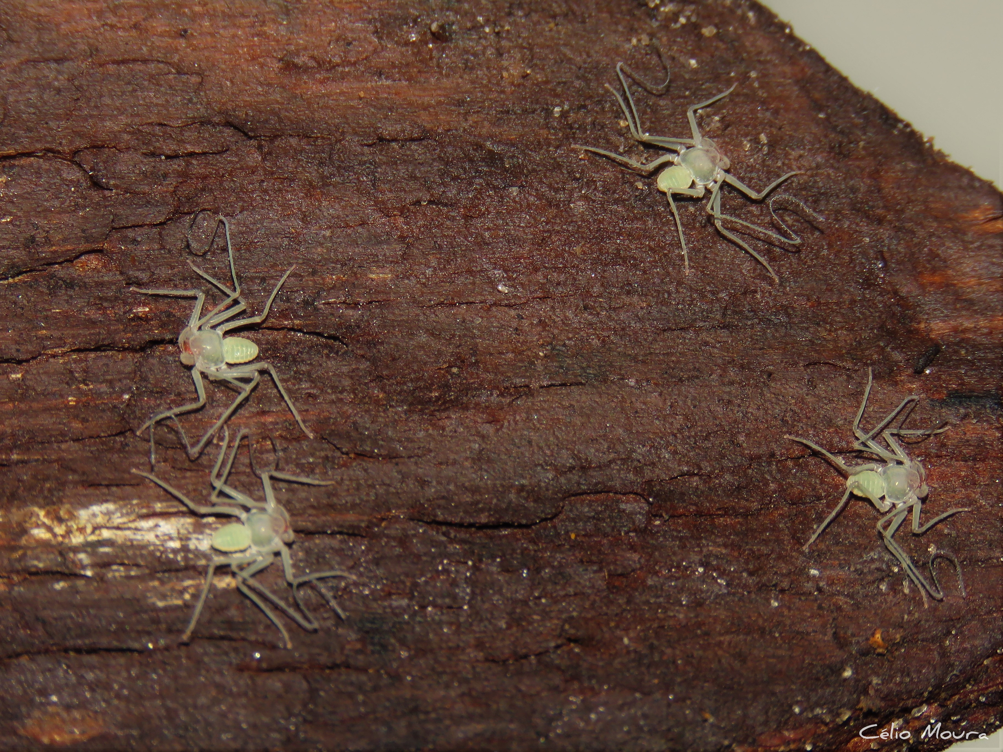 Charinus cearensis Miranda, Giupponi, Prendini & Scharff, 2021