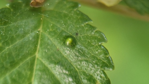Elm Leaf Gall Mite, 2211 Noordwijkerhout, Nederland, photo 8 of 10