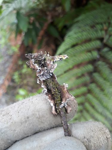 Pseudocyphellaria intricata image