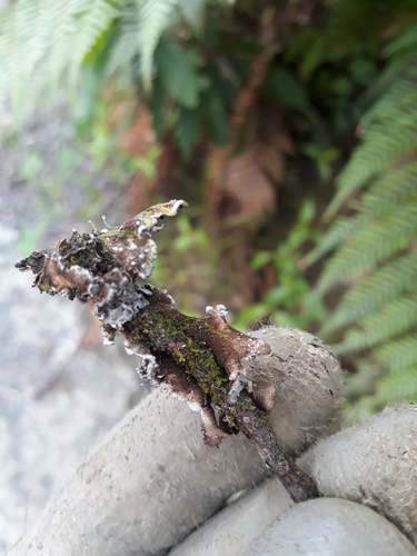 Pseudocyphellaria intricata image