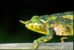 Wemer's Chameleon photo 1