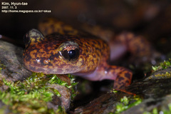 Onychodactylus koreanus