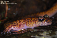 Onychodactylus koreanus