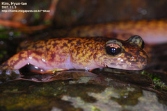 Onychodactylus koreanus