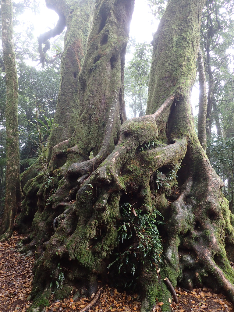 Australian beech from Numinbah NSW 2484, Australien on June 27, 2018 at ...