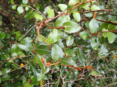 Nothofagus moorei