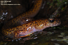 Onychodactylus koreanus
